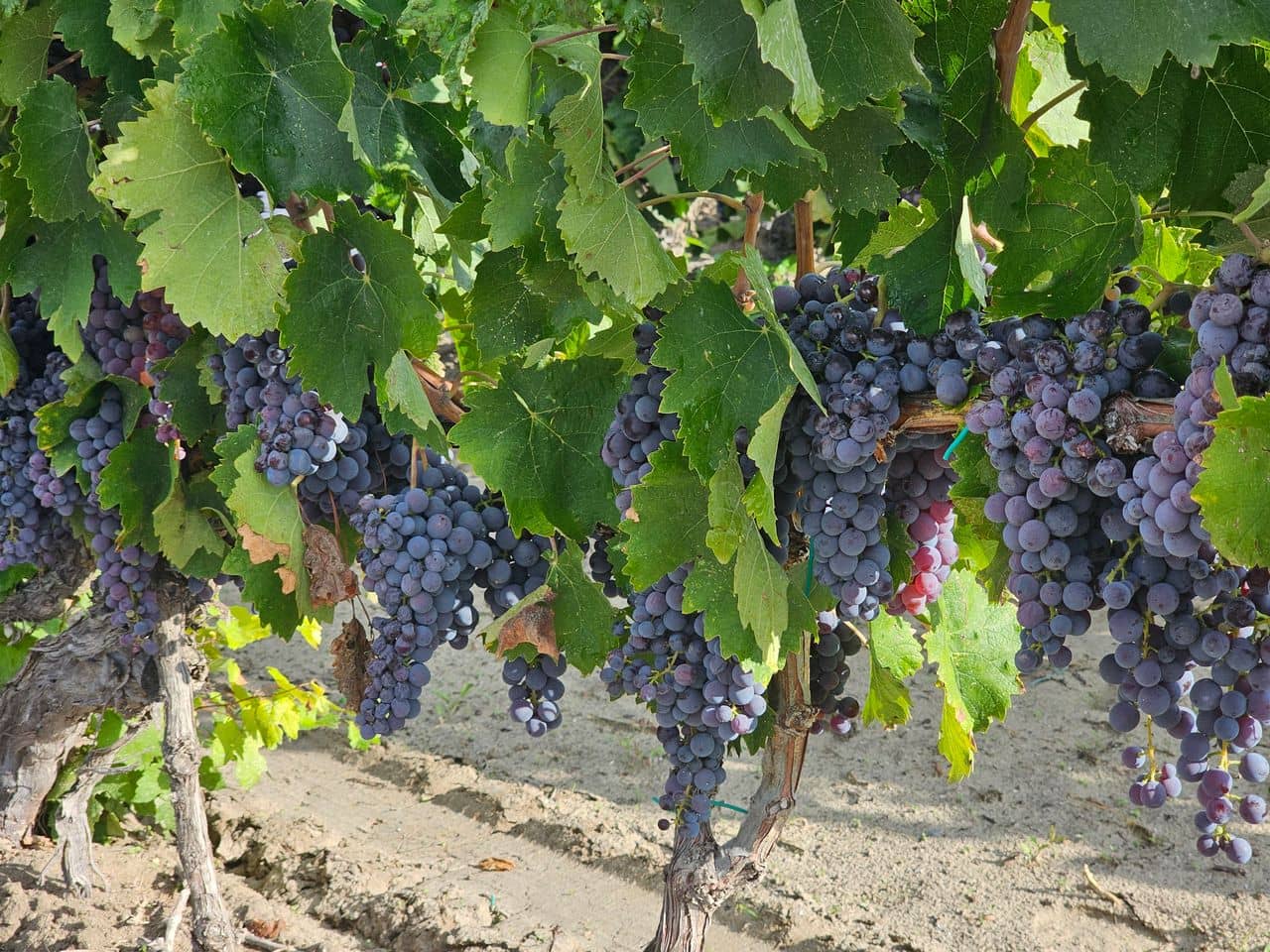 Ας γνωριστούμε